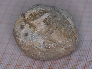 Brachiopoda