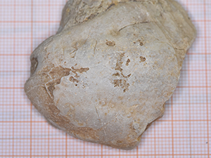 Brachiopoda