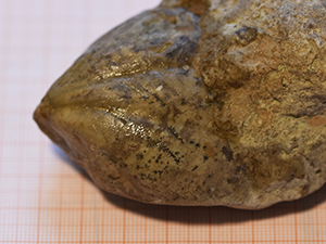 Brachiopoda