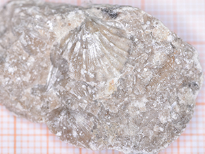 Brachiopoda