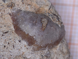 Brachiopoda