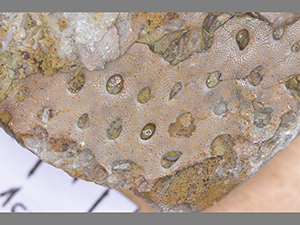 Bryozoa