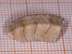 Discoceras