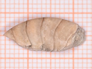 Discoceras