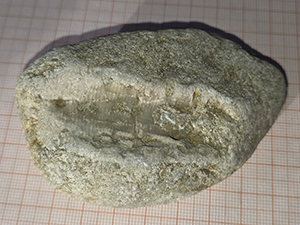 Enallocrinus
