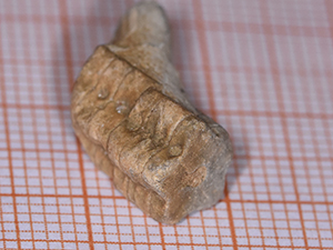 Crinoidea