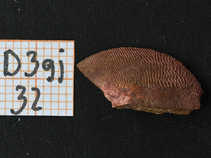 Placodermi