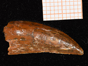 Abelisauridae