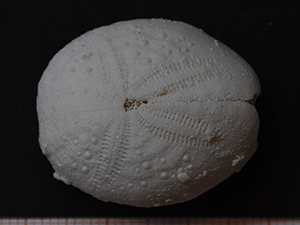 Eupatagus antillarum