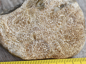 Favosites