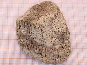 Favosites