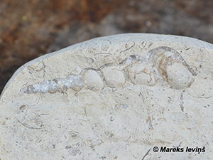 Gastropoda