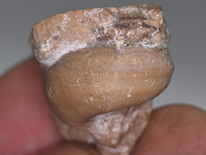 Gastropoda