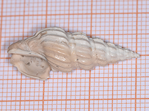 Cymatosyrinx lunata