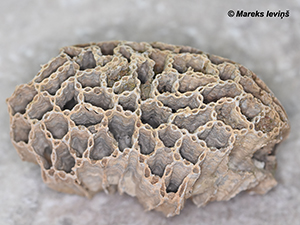 Halysitidae