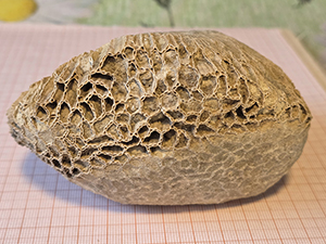 Halysitidae