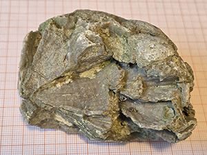 Halysitidae