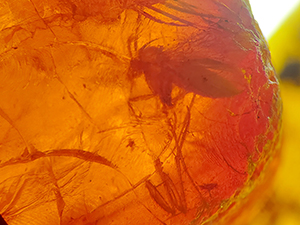 Insecta