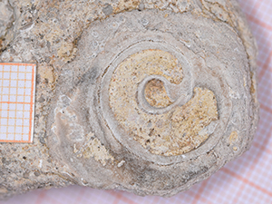 Gastropoda