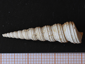 Turritella eryna
