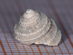Clanculus krachi