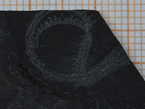 Graptolite