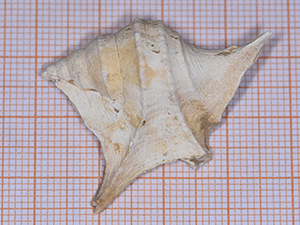 Aporrhais sp.