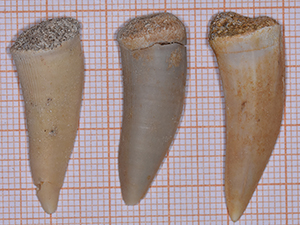 Enchodus libycus