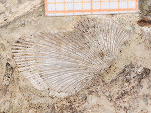 Brachiopoda