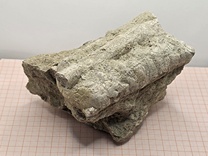 Orthoceras