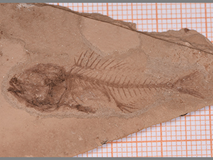 Serranus budensis