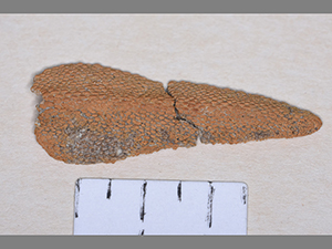 Psammosteidae