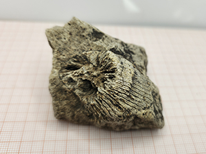 Rugosa