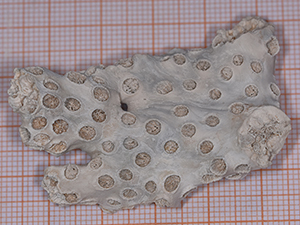 Astrhelia palmata