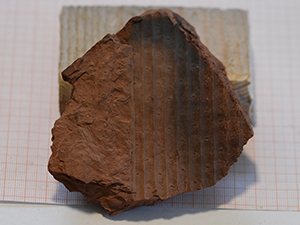 Sigillaria micaudi