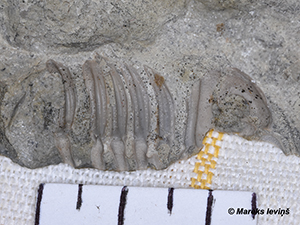 Trilobita