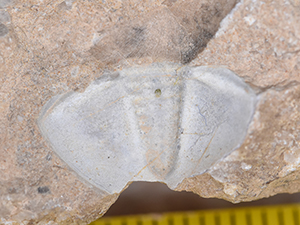 Trilobita