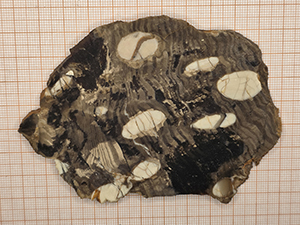 Araucaria