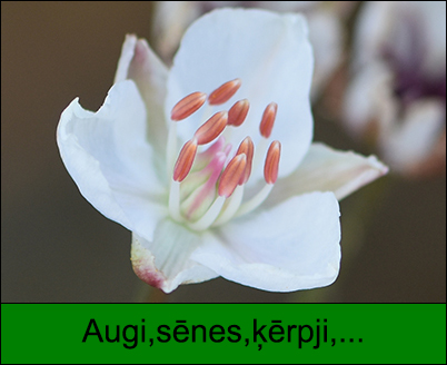 Augi,sēnes,ķērpji,...