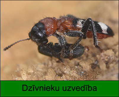 Dzīvnieku uzvedība