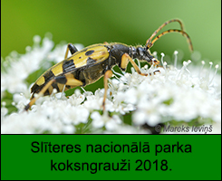 2018.gadā nofotogrāfētie Slīteres nacionālā parka koksngrauži