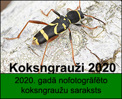 2020. gadā nofotogrāfēto koksngraužu saraksts