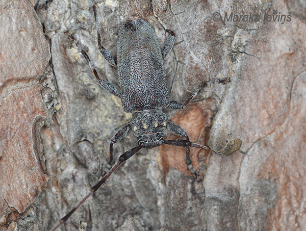 Priežu koksngrauzis (malkcirtis), Acanthocinus aedilis