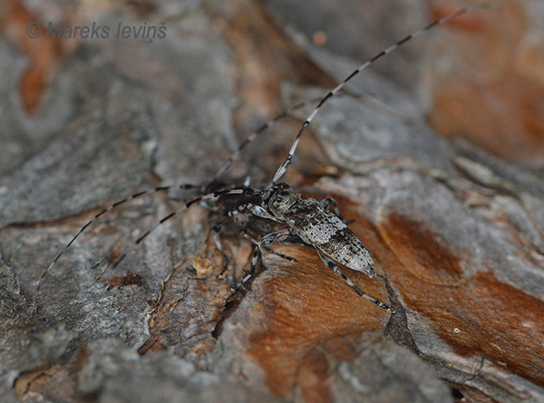 Jostainais skujkoku koksngrauzis, Acanthocinus griseus