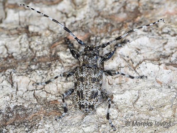 Koksngrauzis Aegomorphus clavipes