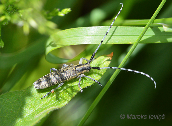 Čemurziežu koksngrauzis, Agapanthia villosoviridescens