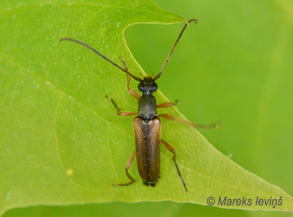 Koksngrauzis Alosterna tabacicolor
