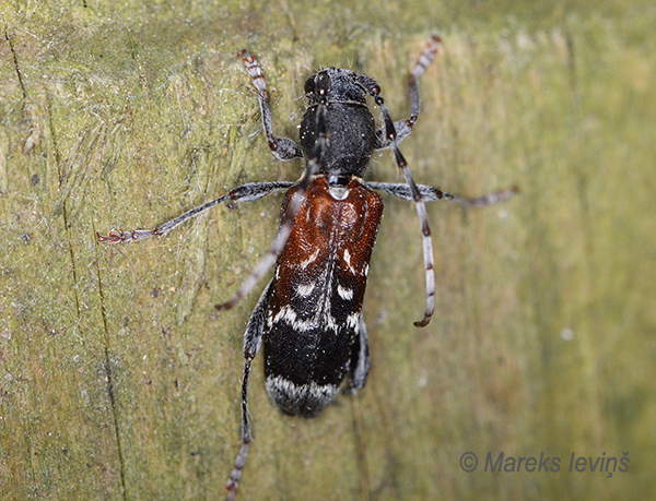 Koksngrauzis Anaglyptus mysticus