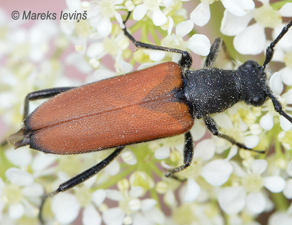 Koksngrauzis Anastrangalia reyi