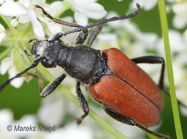 Koksngrauzis Anastrangalia sanguinolenta